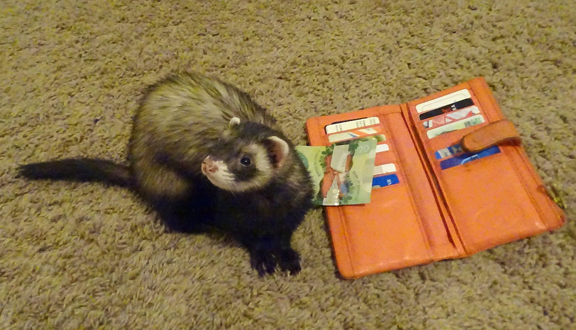 How Much do Ferrets Cost to Own?