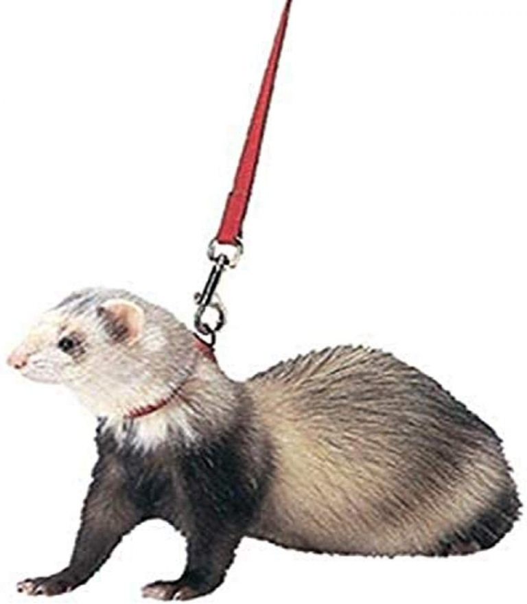 Ferret Supplies